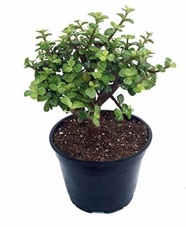 Seeds Jade Plant