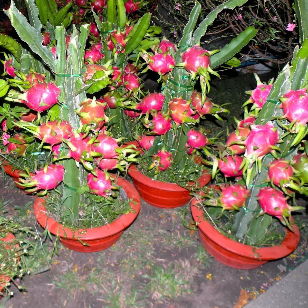 Seeds Dragon Fruit Plant (Hybrid Pack of 1)