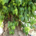 Large tree with green leaves and a thick trunk in an outdoor setting.
