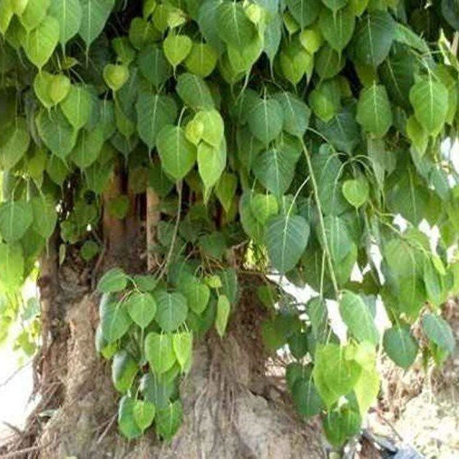 Large tree with green leaves and a thick trunk in an outdoor setting.