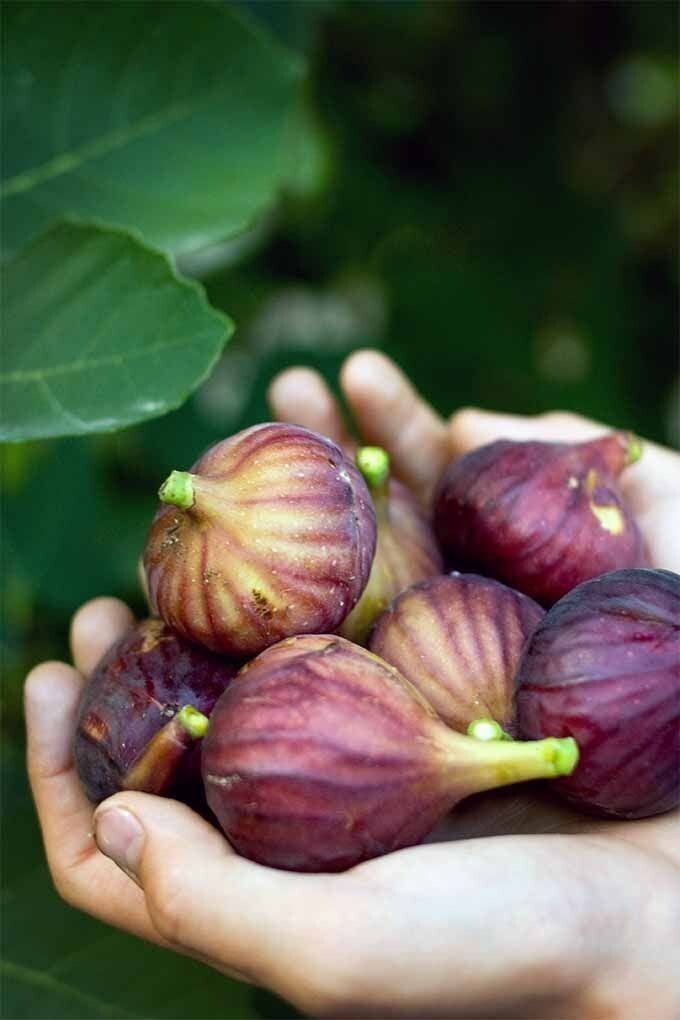 Seeds Anjeer Plant