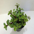 Seeds Jade Plant